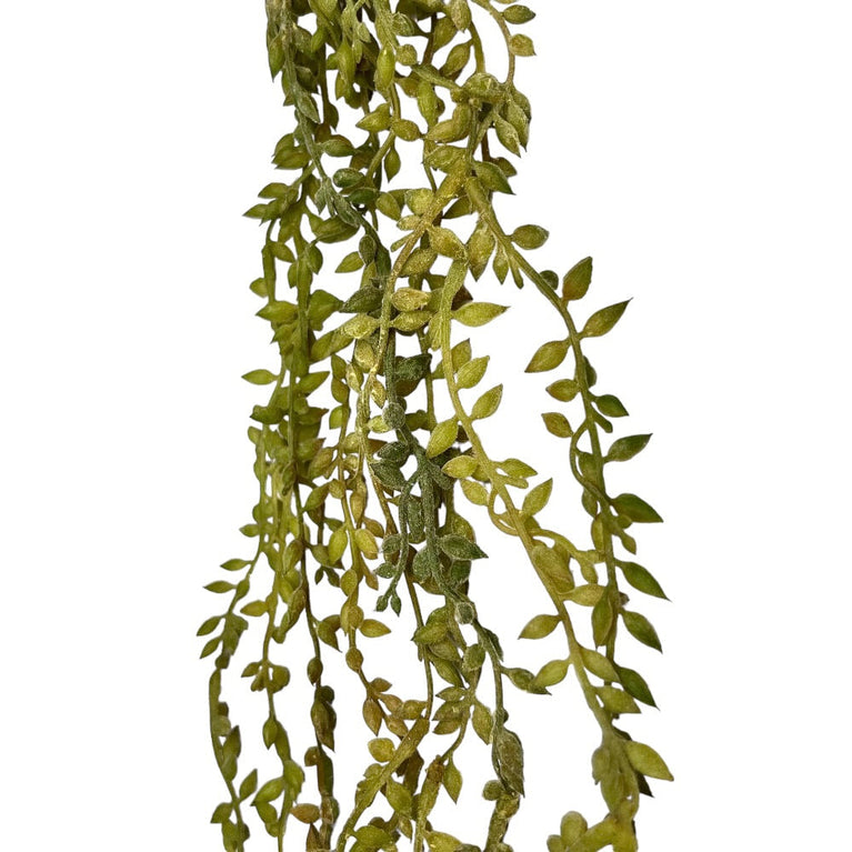 Trailing Succulent Necklace Plant