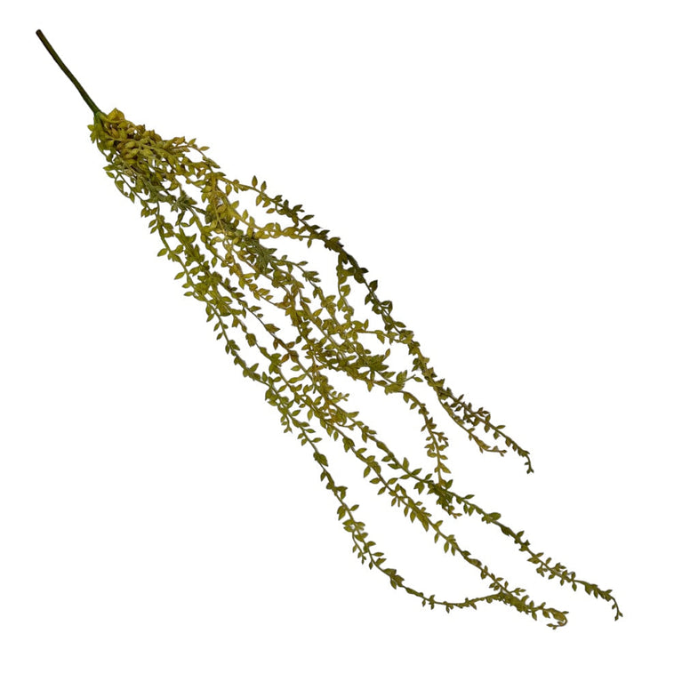 Trailing Succulent Necklace Plant