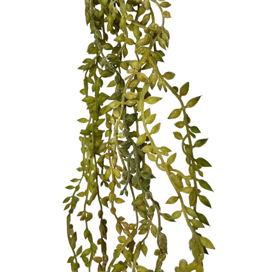 Trailing Succulent Necklace Plant