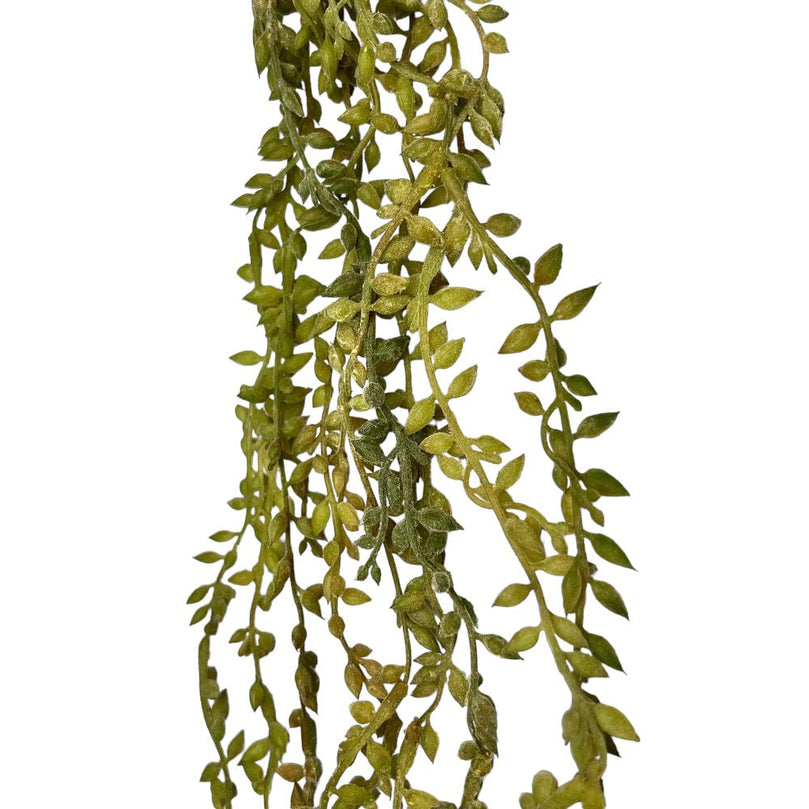 Trailing Succulent Necklace Plant