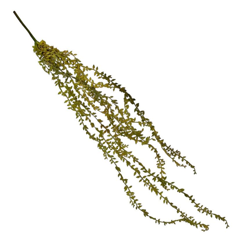 Trailing Succulent Necklace Plant